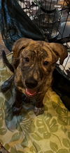 adoptable Dog in  named Peter