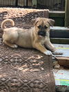 Cadbury