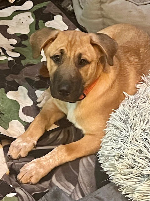 adoptable Dog in Clifton, VA named Thumper