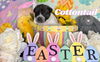 Cottontail