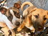 adoptable Dog in  named Peeps