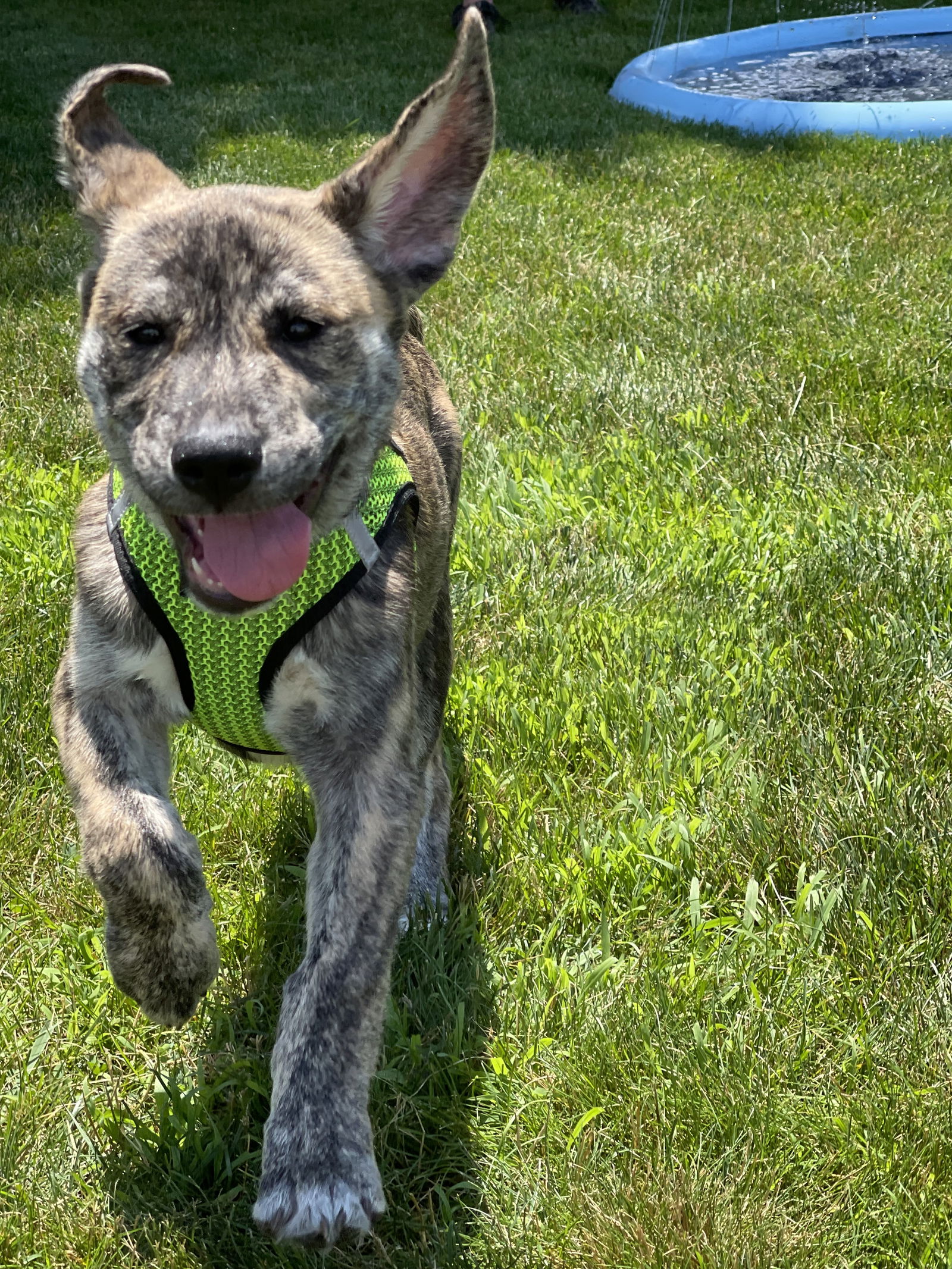 adoptable Dog in Harrisburg, PA named Daisy