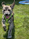 adoptable Dog in harrisburg, PA named Daisy