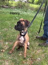 Henry