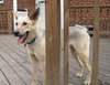 Maggie GSD