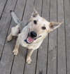 Maggie GSD
