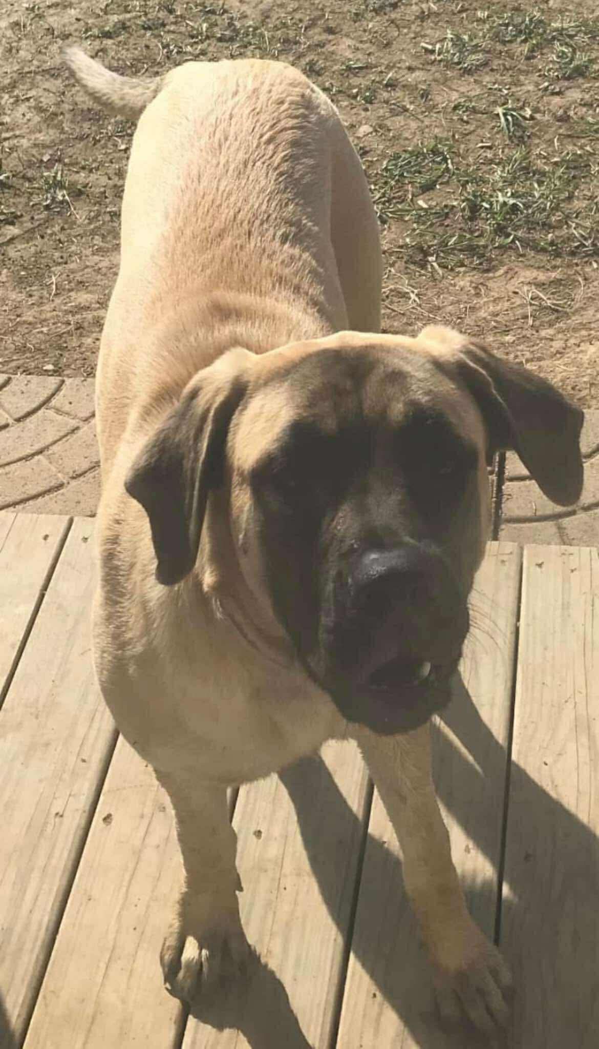 adoptable Dog in Johnstown, OH named Onie