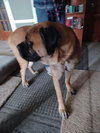 Odie