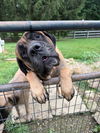 Odie