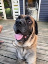Odie