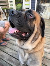 Odie
