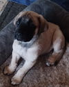 Charlie