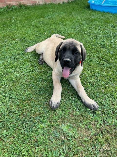 adoptable Dog in Louisville, OH named Charlie