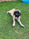 adoptable Dog in , OH named Charlie