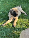 Charlie