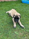Charlie