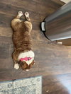 Dot