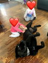 adoptable Dog in  named Spike *Courtesy Post*