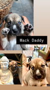 Mack Daddy (Blue Collar)