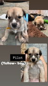 Pilot (Orange Collar)