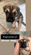 Pawterbilt (Green Collar)