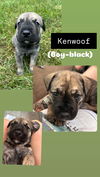 Kenwoof (Black Collar)