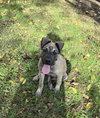 Kenwoof (Black Collar)