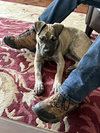 Kenwoof (Black Collar)