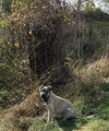 Kenwoof (Black Collar)