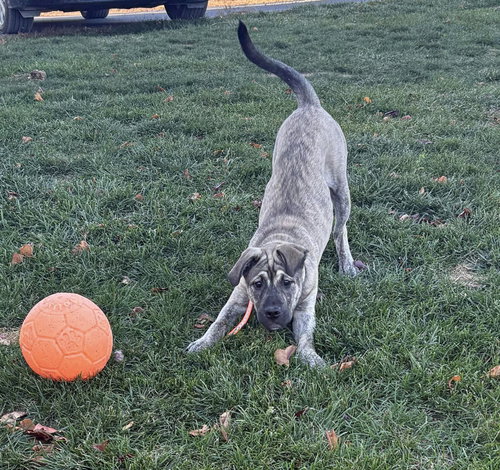 Kenwoof (Black Collar)