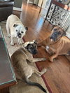 Kenwoof (Black Collar)