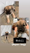 Mobil (Light Green Collar)