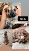 Jiffy (Light Grey Collar)