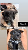 Shell (Dark Purple Collar)