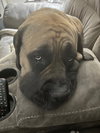 Abby *Courtesy Post*