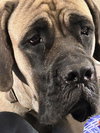 Abby *Courtesy Post*