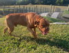 Ziggy
