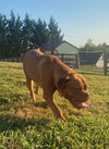 Ziggy