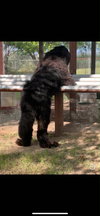 Waylon