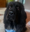 Waylon