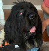 Waylon