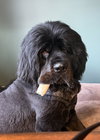 Waylon