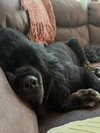 Waylon