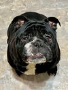 Snackie Onassis