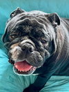 Snackie Onassis