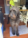Ziggy (Mastidoodle)