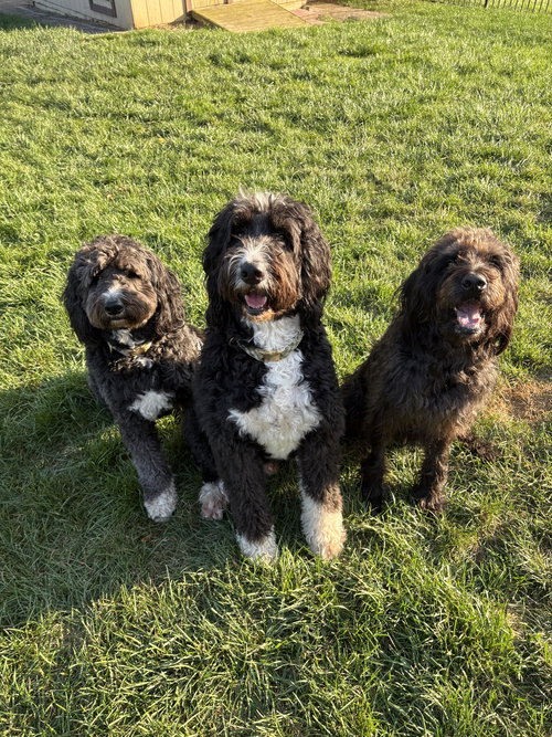 Ziggy (Mastidoodle)