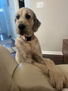 Ollie
