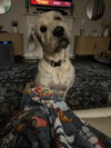 Ollie