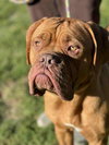 Odin